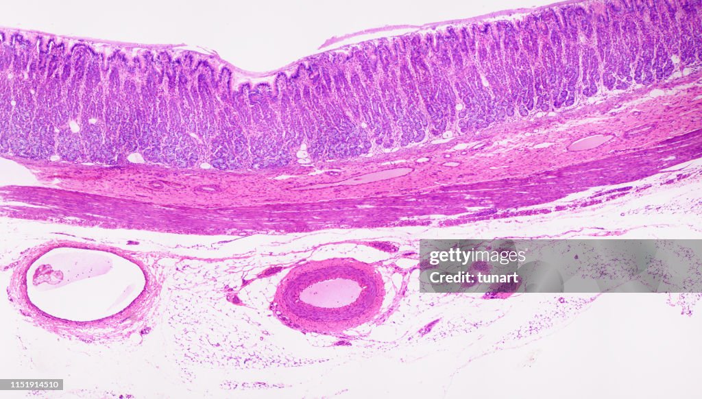 Cross Section of Tissue of Cardiac Region of Stomach