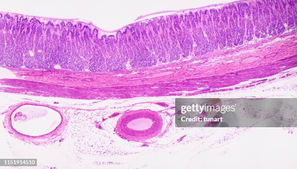 cross section of tissue of cardiac region of stomach - epitelio imagens e fotografias de stock