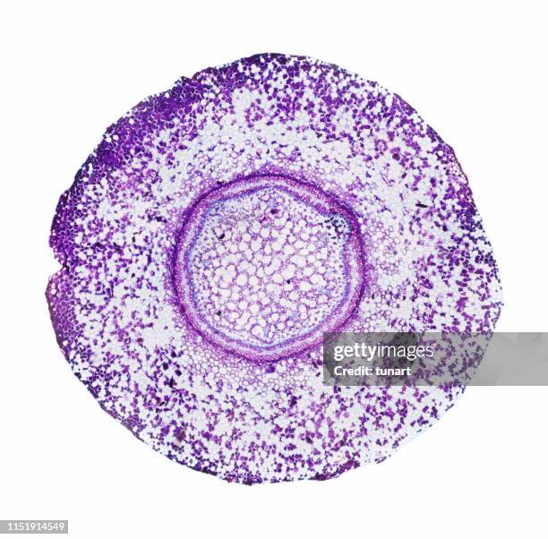 mikroskopische sicht des kreuzes abschnitt der fußwurzel - cell structure stock-fotos und bilder