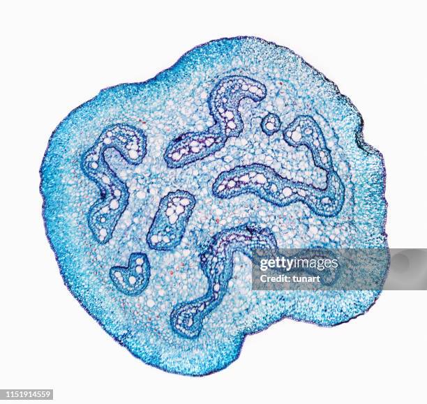 microscopic view of cross section of fern stem - cambium stock pictures, royalty-free photos & images