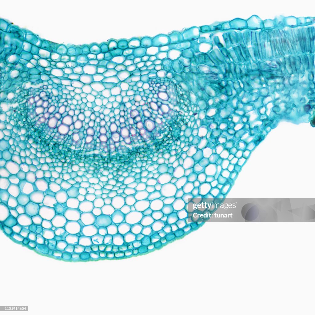 Microscopic View of Cross Section of Lilac Leaf