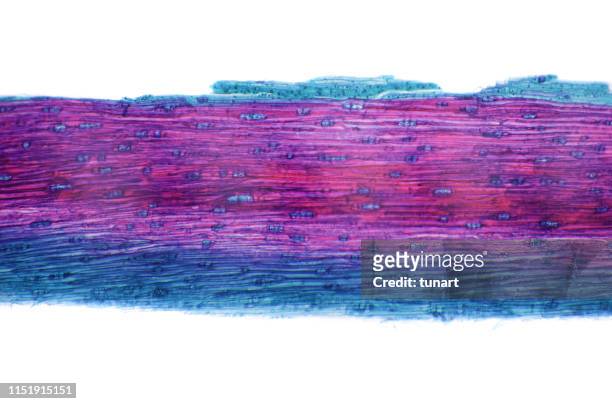 vista microscópica de la sección transversal del tallo de pino - cellulose fotografías e imágenes de stock