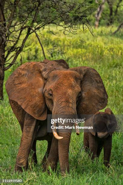 african elephant - tusk stock pictures, royalty-free photos & images