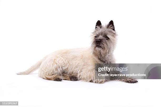 cairn terrier hund - steinpyramide stock-fotos und bilder