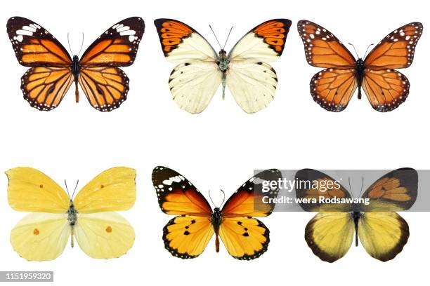 set of six differently yellow colored - nymphalidae mariposa fotografías e imágenes de stock