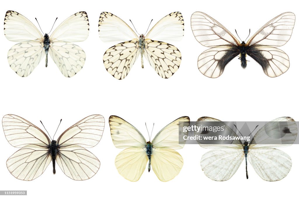 Set of six white butterflies