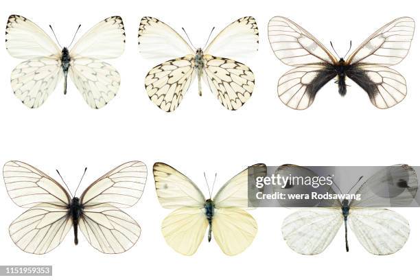 set of six white butterflies - butterfly insect stock pictures, royalty-free photos & images