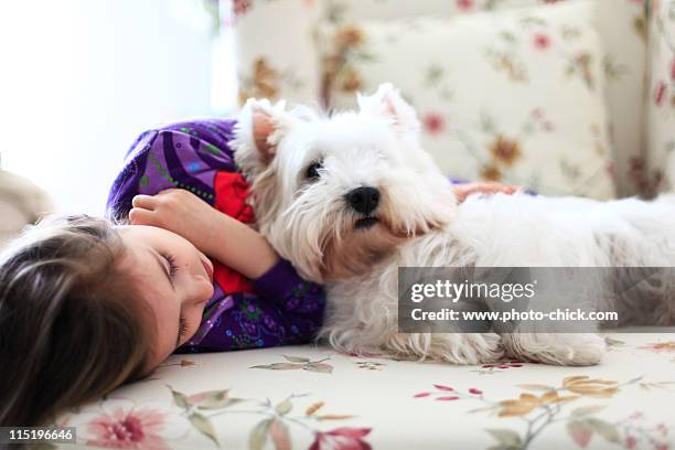girl and westie - west highland white terrier stock pictures, royalty-free photos & images