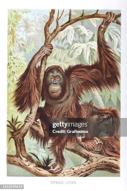 ilustrações, clipart, desenhos animados e ícones de pares de orang-utan na floresta húmida de bornéu - orangotango de bornéu