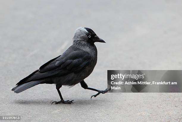 walking jackdaw - kauwen stockfoto's en -beelden