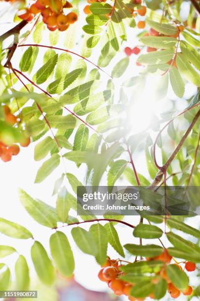 sun shining through rowan twigs - rowanberry stock pictures, royalty-free photos & images