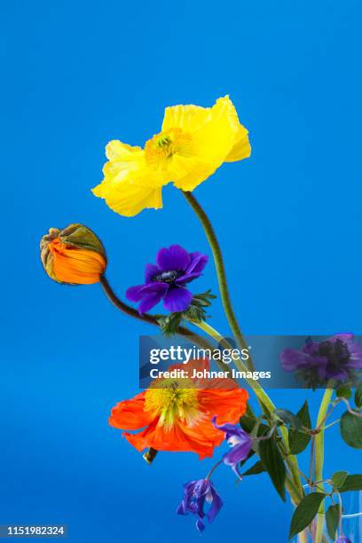 colorful flowers on blue background - close up of flower bouquet stock pictures, royalty-free photos & images