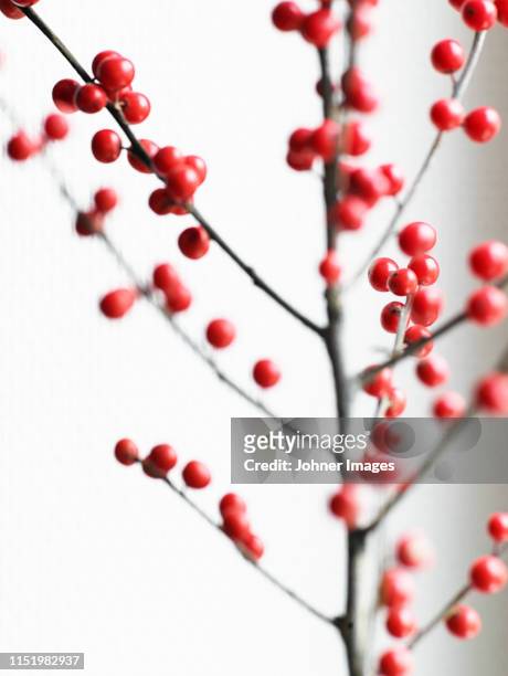 red berries on twig - johner christmas bildbanksfoton och bilder
