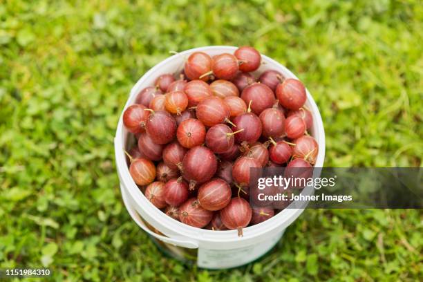 gooseberries - gooseberry stock pictures, royalty-free photos & images