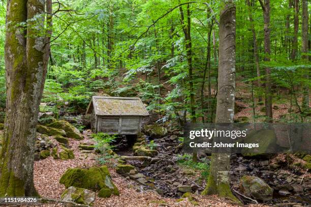 wooden shed in forest - tiny creek stock pictures, royalty-free photos & images