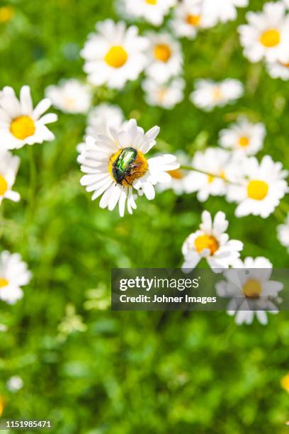 green beetle on wildflower - oxeye daisy stock pictures, royalty-free photos & images
