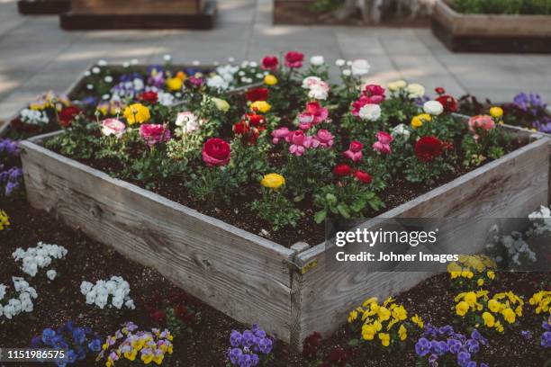 blossoming flowers - canteiro de flores imagens e fotografias de stock