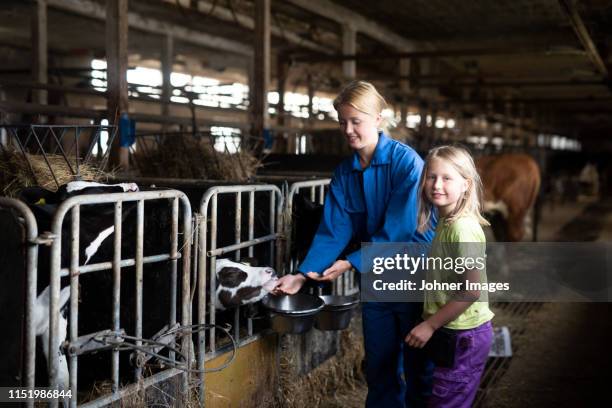 woman feeding cows in barn - agricultural equipment stockfoto's en -beelden