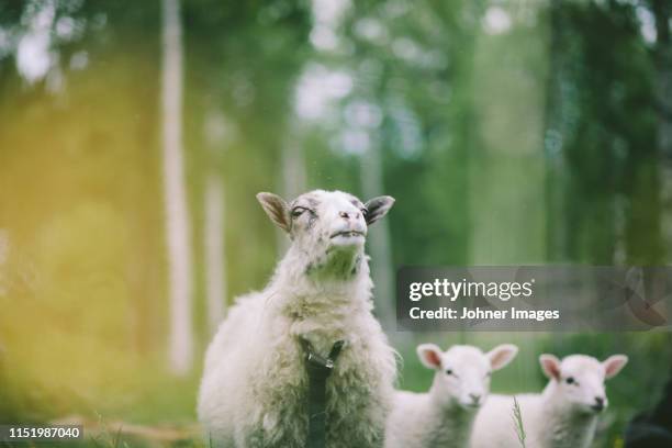 sheep with lambs - movie awards show stock pictures, royalty-free photos & images