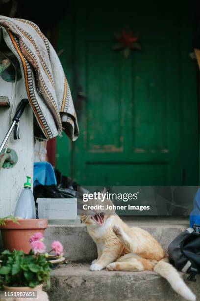 cat yawning - movie awards show stock pictures, royalty-free photos & images