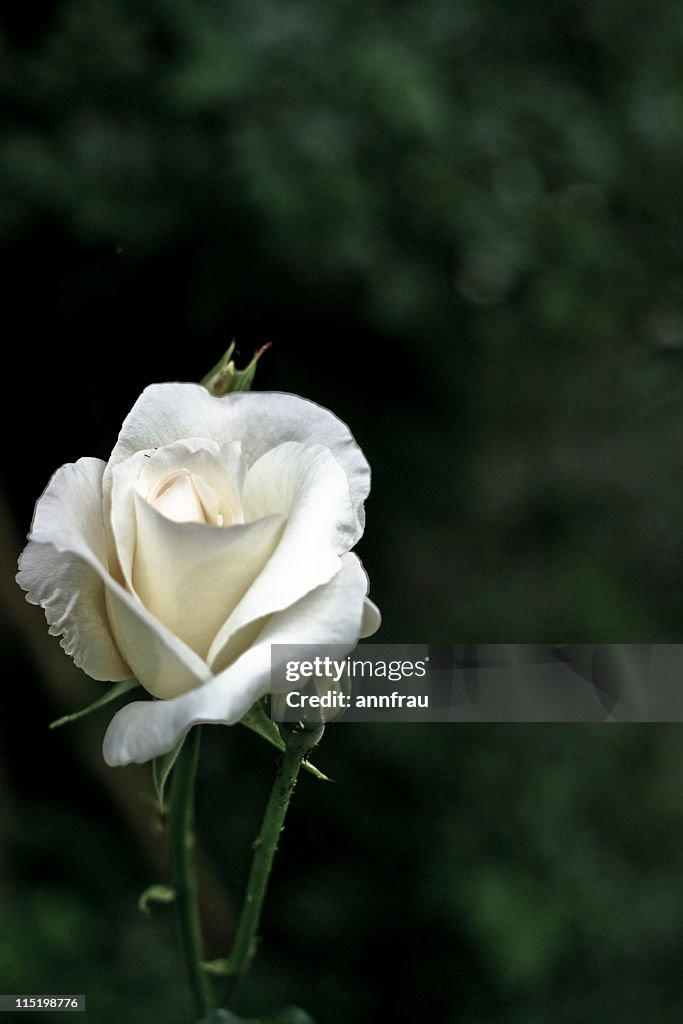 White Rose High-Res Stock Photo - Getty Images