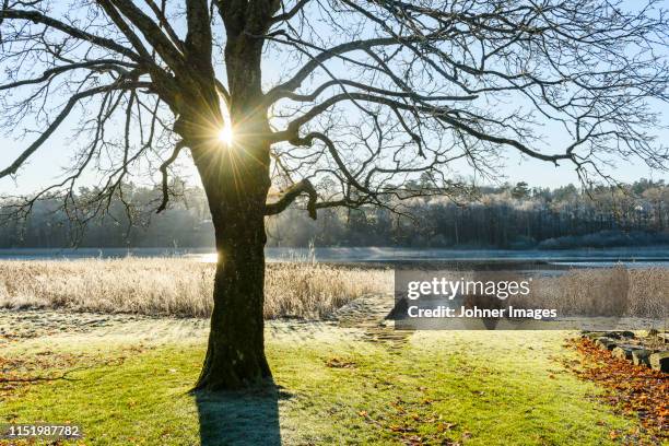 tree at lake - autumn frost stock pictures, royalty-free photos & images