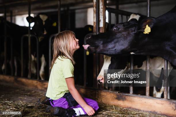 girl in cowshed - boerenwoning stockfoto's en -beelden