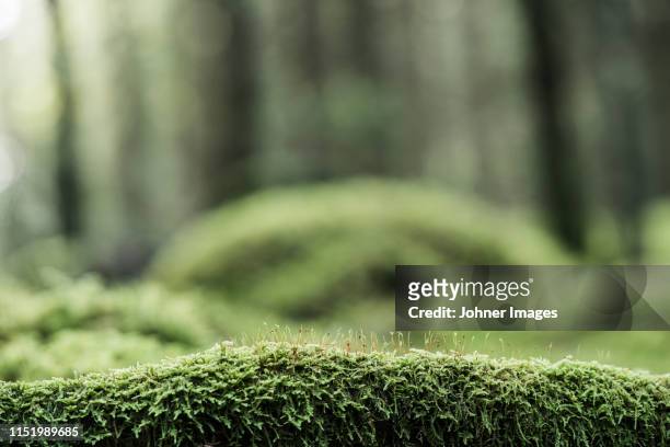 moss on log in forest - muschio foto e immagini stock