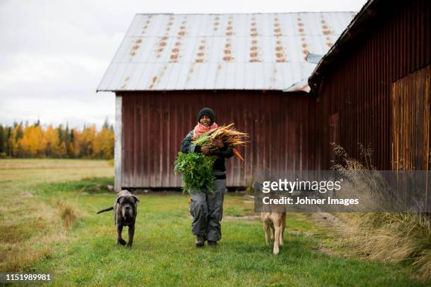 woman with dogs and freshly picked carrots - harrow agricultural equipment stock pictures, royalty-free photos & images