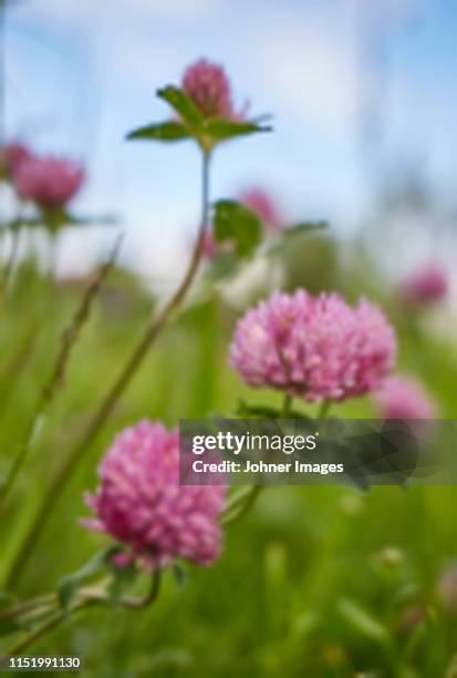 flowering clovers - flor templada fotografías e imágenes de stock