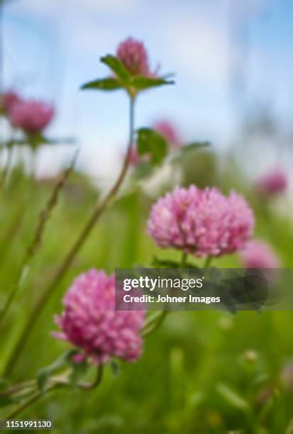 flowering clovers - temperate flower stock pictures, royalty-free photos & images