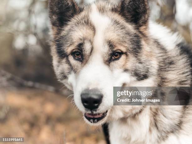 portrait of dog - norrbotten province stock pictures, royalty-free photos & images