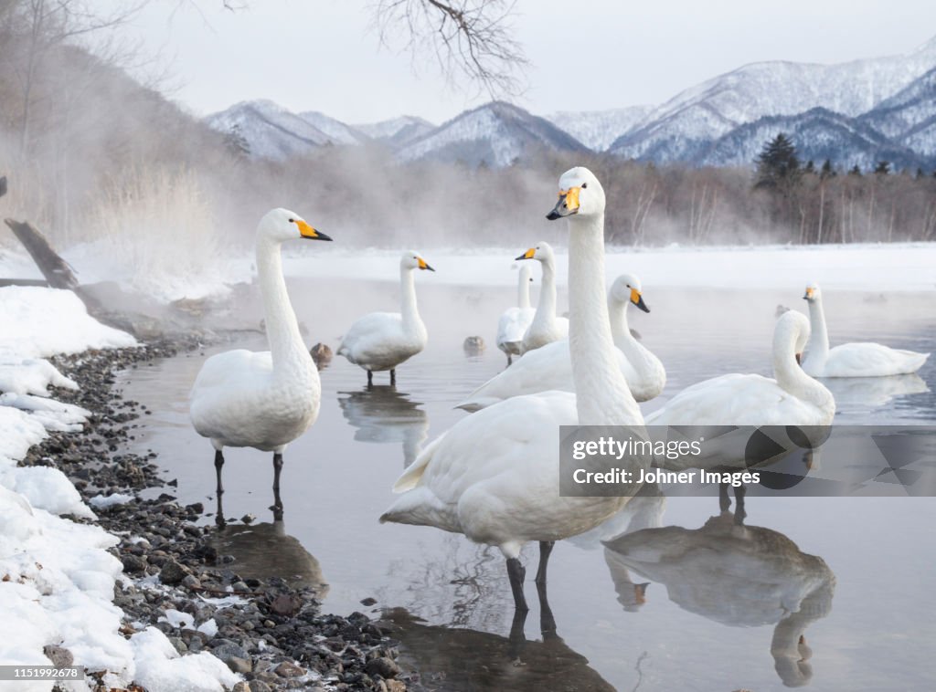 Tundra swans at winter