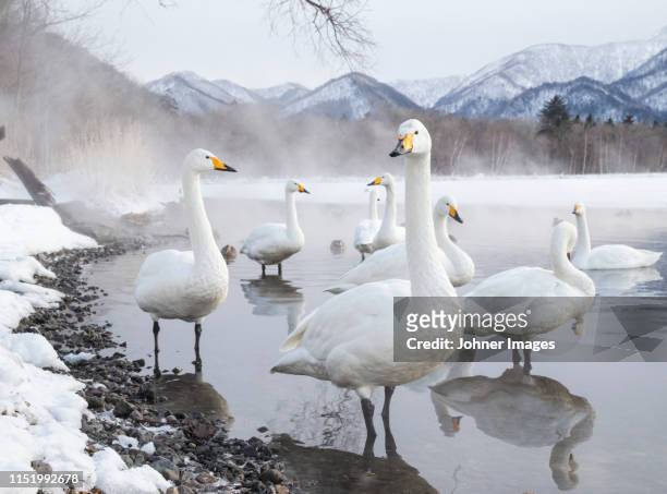 tundra swans at winter - vogelpiek stockfoto's en -beelden