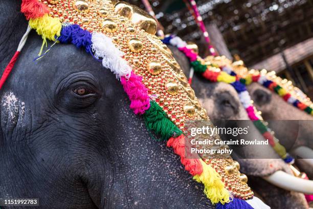 elephant festival in kerala - kerala elephants fotografías e imágenes de stock