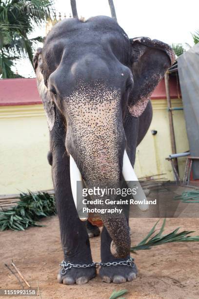 chained elephant - kerala elephants stock pictures, royalty-free photos & images