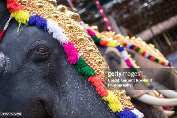 ernakulam shiva temple in kochi - kerala elephants stock pictures, royalty-free photos & images