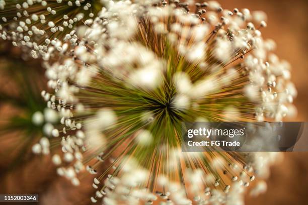 close up of a plant in sand dunes, jalapão - tocantins stock pictures, royalty-free photos & images