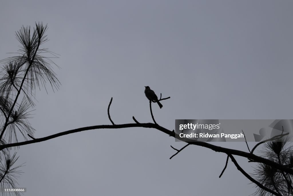 Black Bird