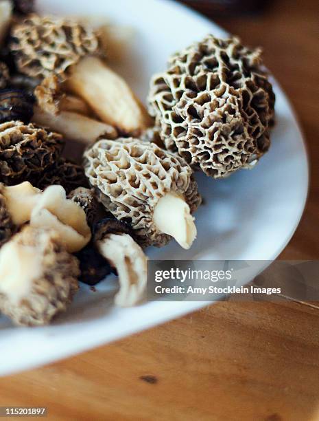 morels - morel mushroom stock-fotos und bilder