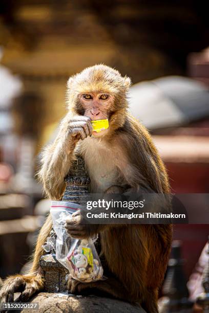 monkey at swayambhunath temple. - indian jungle animals stock pictures, royalty-free photos & images