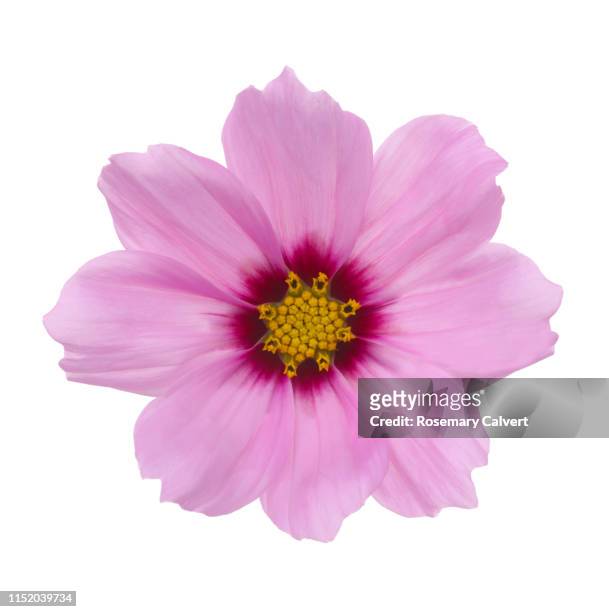 pale pink cosmos flower with darker centre on white. - i blom bildbanksfoton och bilder