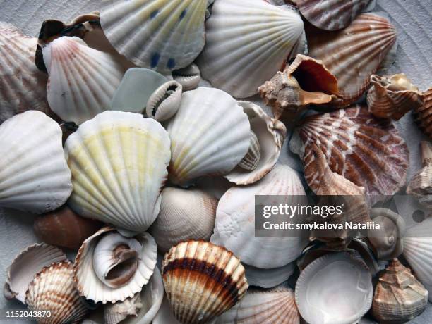 seashells pattern as background, mixed sea shells - microclimate stock pictures, royalty-free photos & images