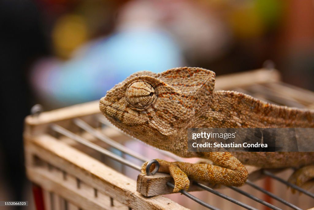 Close-up of Iguana - chameleon head on the cage in Souk Dubai old town, UAE.