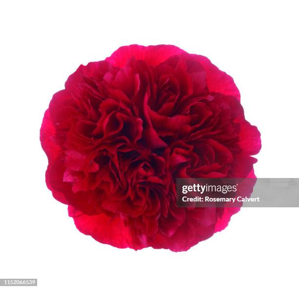 magnificent red peony flower on white. - gerafft stock-fotos und bilder