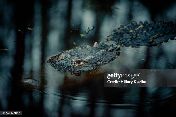 alligator on surface of the water - florida swamp night stock pictures, royalty-free photos & images