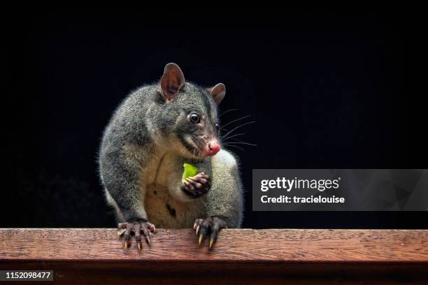 berg possum (trichosurus caninus) - possum stock-fotos und bilder