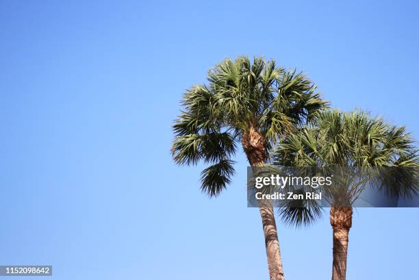 two sabal palm trees against blue sky - palmetto stock pictures, royalty-free photos & images