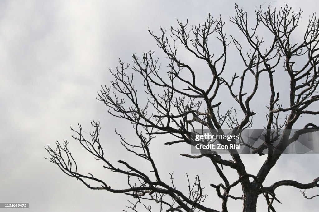 Bare tree against cloudy gray sky