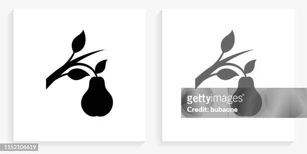 pear branch black and white square icon - pear stock illustrations